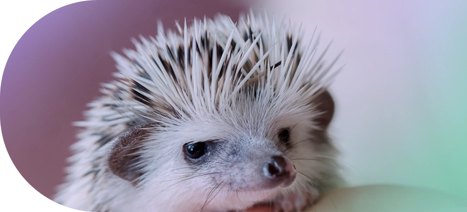 DogmoVet egzotikus szolgáltatás