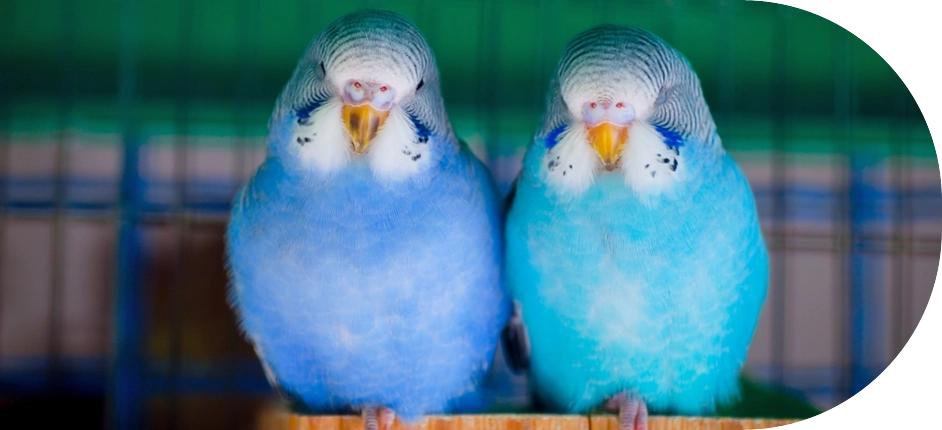 DogmoVet egzotikus szolgáltatás