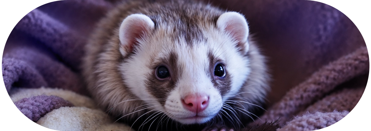 DogmoVet egzotikus szolgáltatás