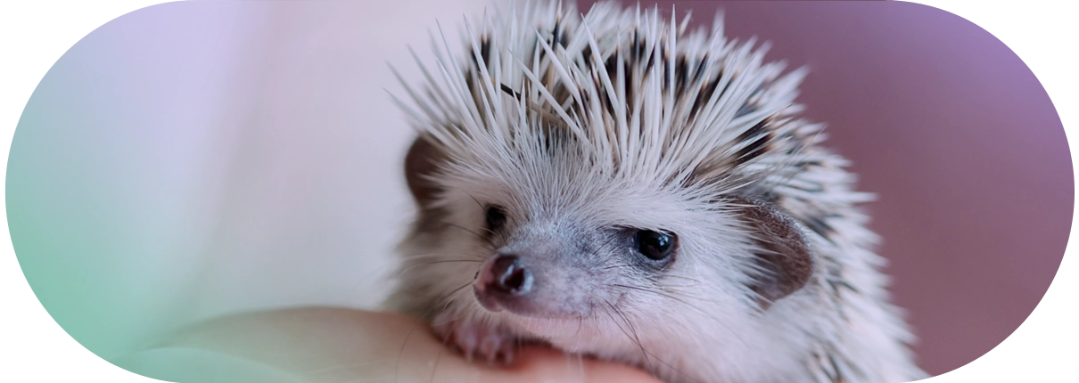 DogmoVet egzotikus szolgáltatás