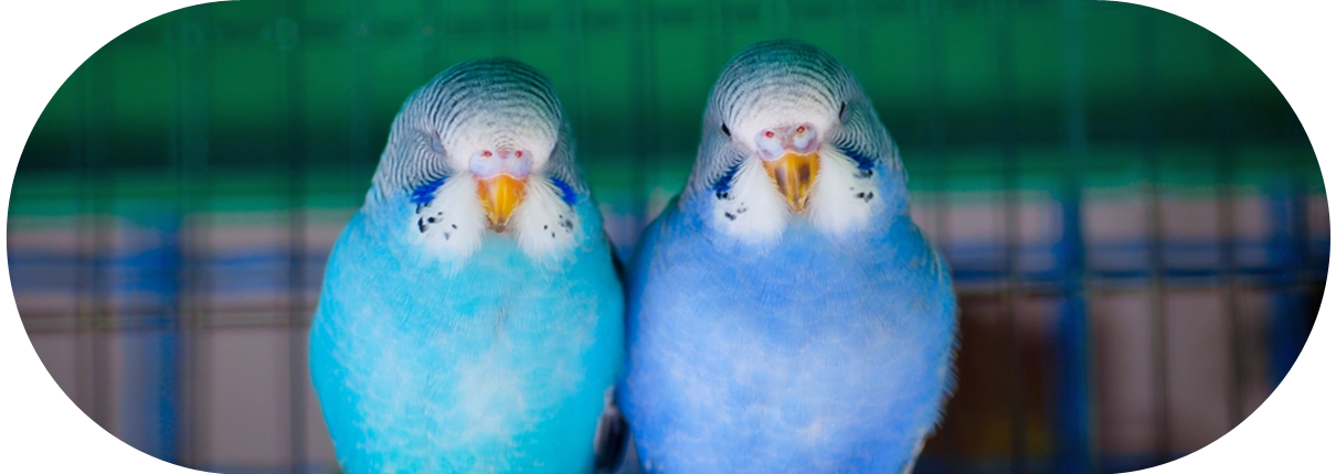 DogmoVet egzotikus szolgáltatás